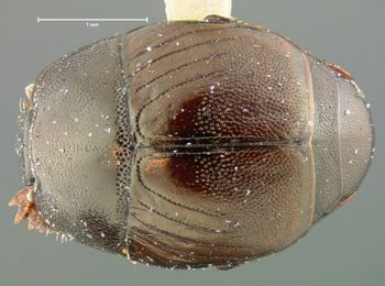 Media type: image;   Entomology 6937 Aspect: habitus dorsal view